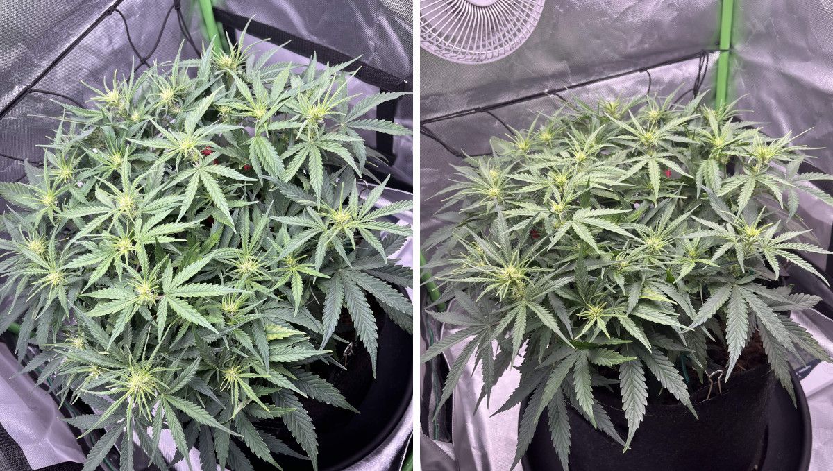 Amnesia Z Auto cannabis strain: transition (pre-flower) | week 5 | an indoor autoflower with a compact bushy structure