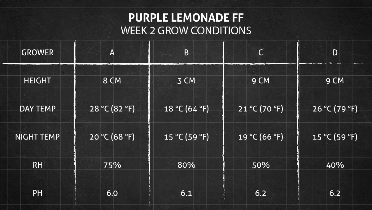 Purple Lemonade FF कैनाबिस स्ट्रेन: हफ्ता 2 ग्रो कंडीशन