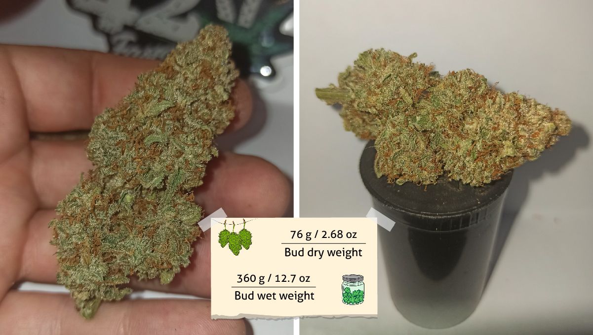 Purple Punch Auto Plants Seed Week-by-Week Guide: A hand holding a dry and trimmed plants bud and a closeup of another nugget