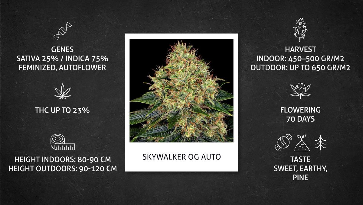 Skywalker OG Auto cannabis strain: specs sheet