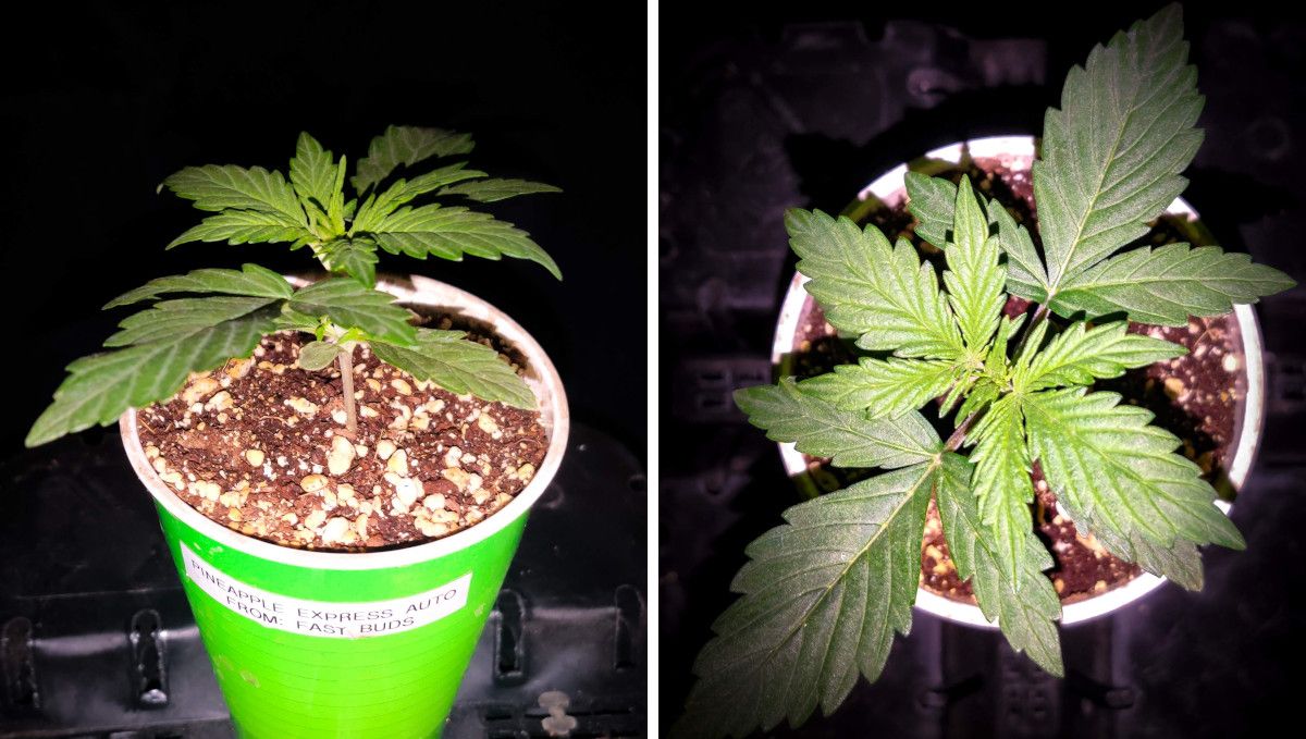 Pineapple Express Auto cannabis-variant: tidlig vekst | uke 2 | to-ukers plante i engangskopp
