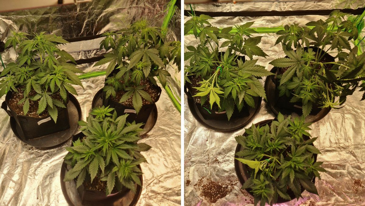Gorilla Punch Auto 大麻品种：营养生长期中期 | 第3-4周 | LST前后帐篷内多株自动花照片