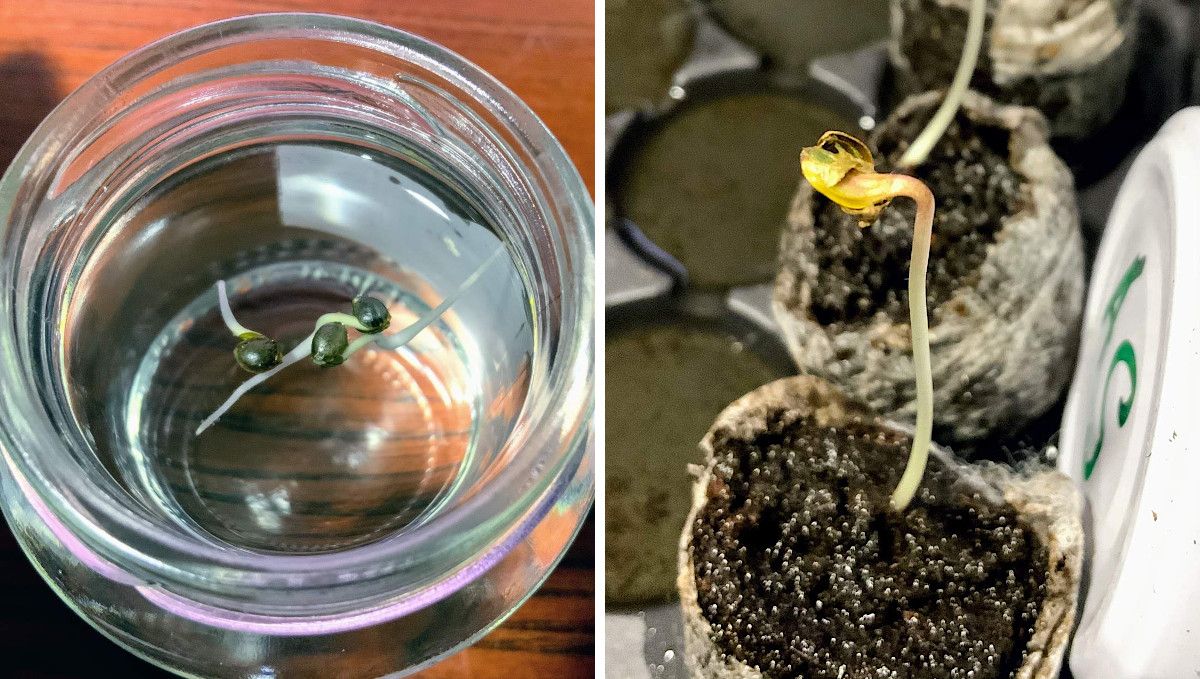 Gorilla Auto Cannabis Strain Week-by-Week Guide: Seeds with long taproots floating on water surface in a glass and seedlings with long stalks and unshed hulls growing out of jiffy plugs