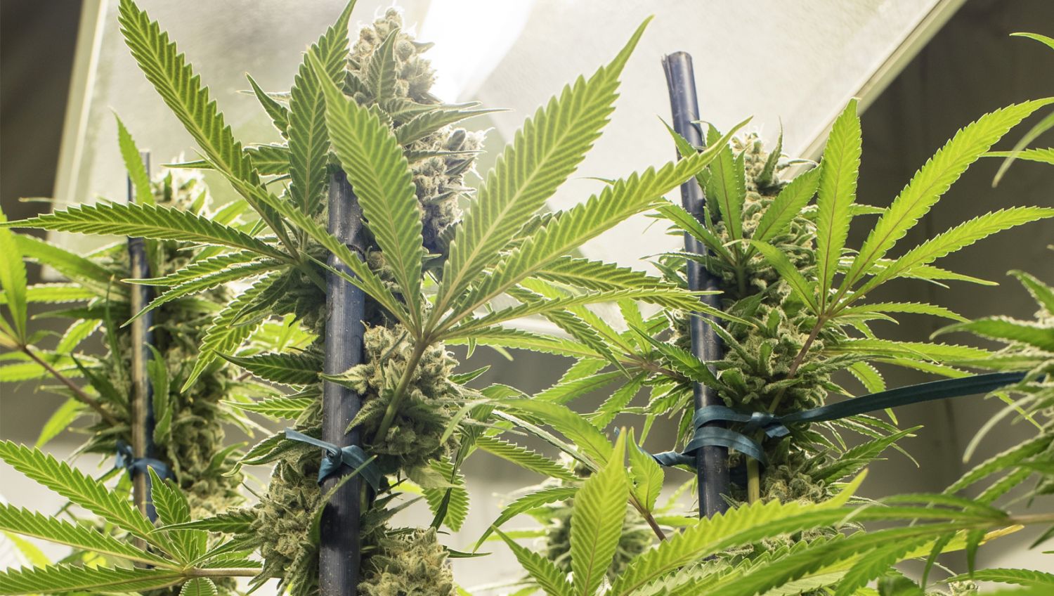 Lõplik juhend autoflower kanepi kasvatamiseks: Valgustus