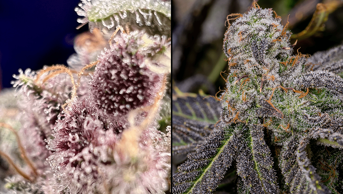 The 5 strongest autoflower strains: Banana Purple Punch Auto The 5 strongest autoflower strains: Banana Purple Punch Auto