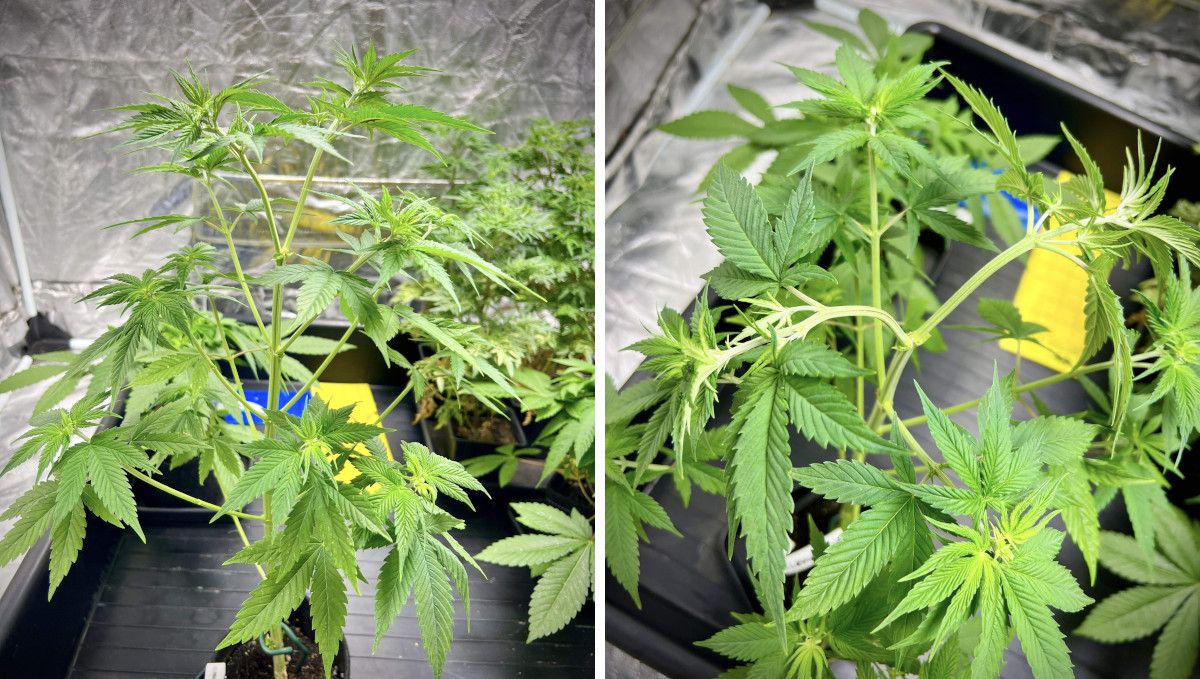 Purple Lemonade FF कैनाबिस स्ट्रेन: मिड वेज | हफ्ते 3-6 | LST किया पौधा