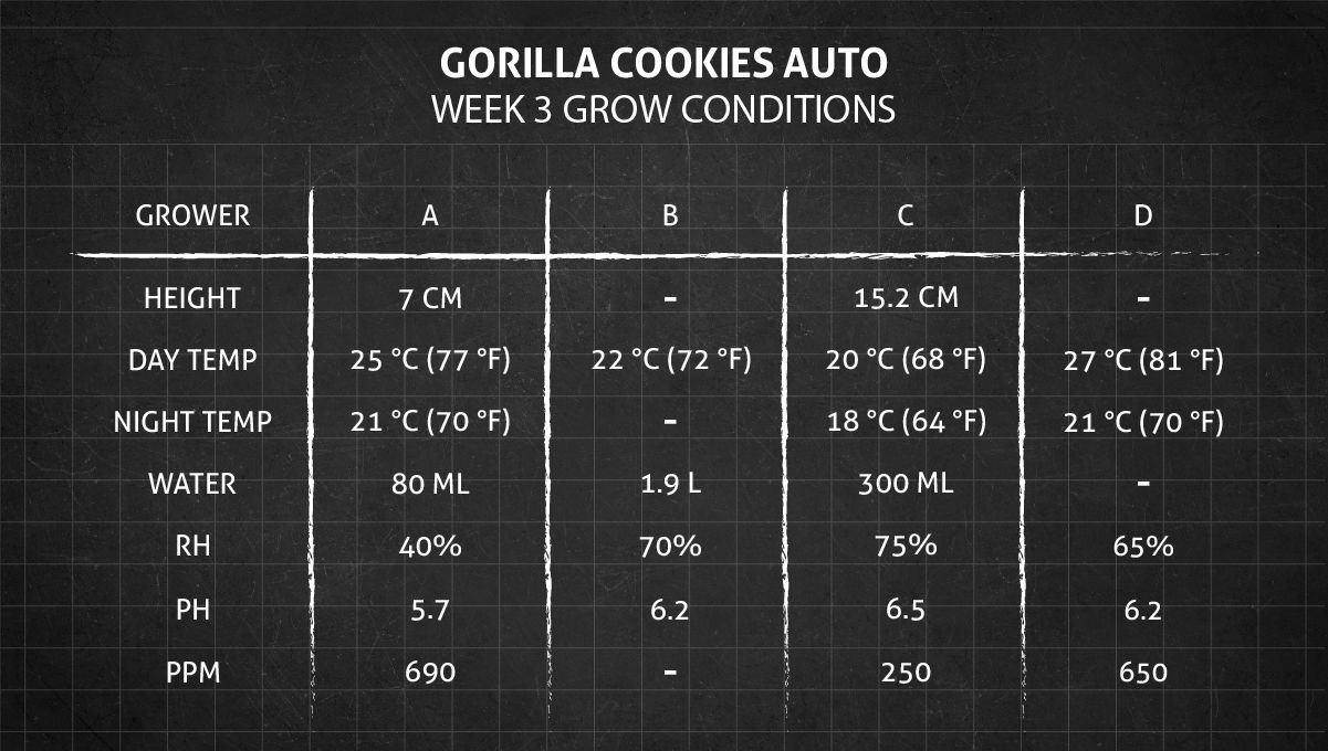 Gorilla Cookies Auto Plants Seed Week-by-Week Guide: Weeks 3-4 Grow Conditions