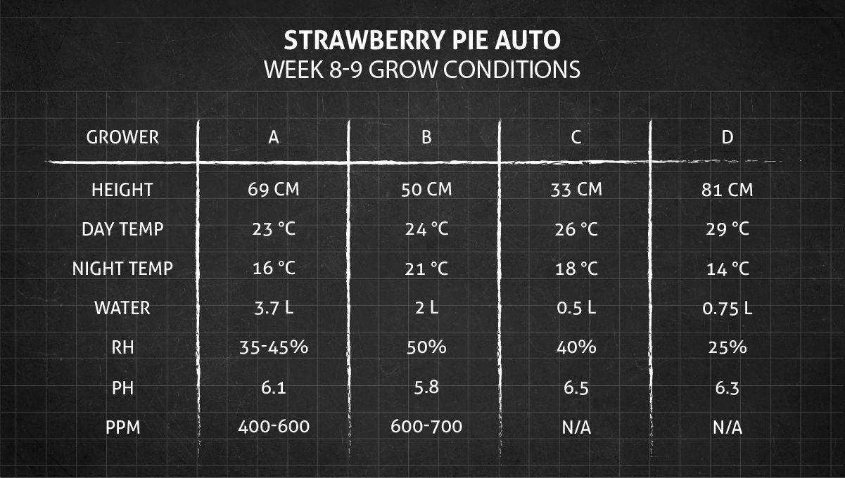 Strawberry Pie Auto Plants Seed Week-by-Week Guide: Weeks 8-9 grow conditions