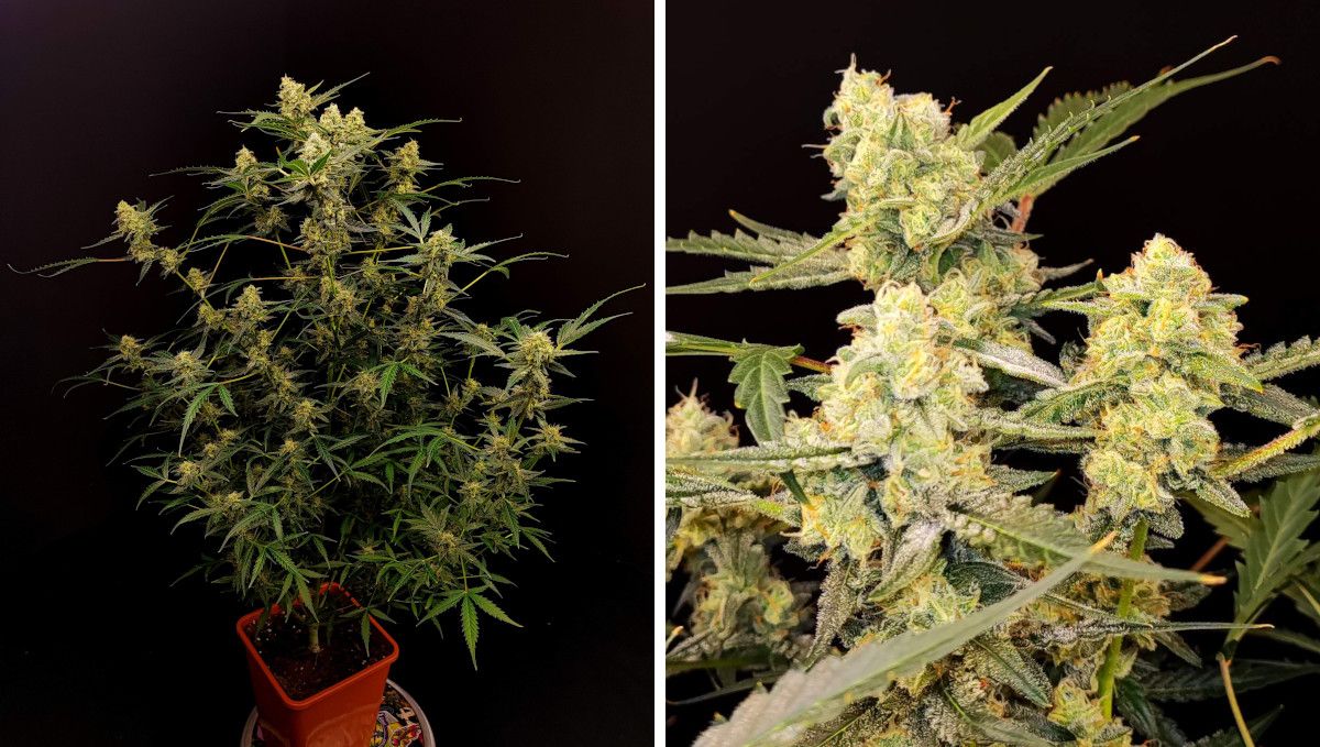 Six Shooter Auto cannabis strain: ripening and harvest | weeks 10+ | a tall, multi-branch indoor ganja plant and its frost-covered buds