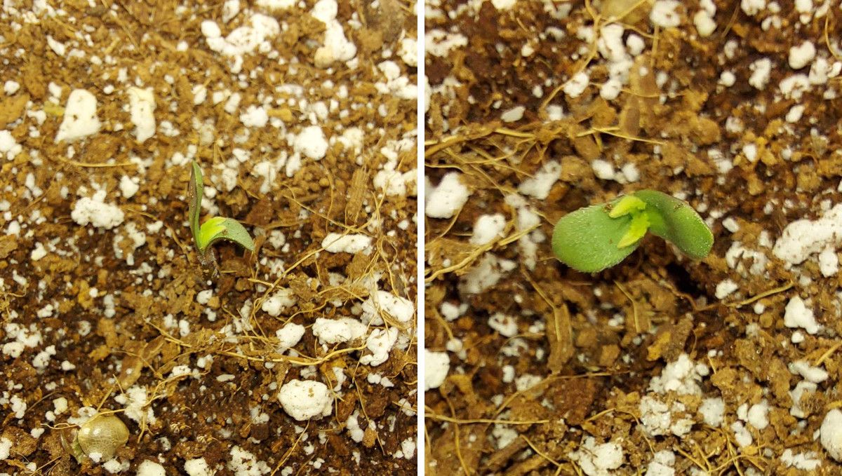 Super Lemon Haze Auto cannabis strain: germination and seedling stage | week 1 | a sprout popping out from the ground, already sans seed hull