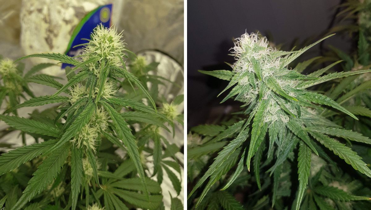 Watermelon Z Auto カンナビス品種: 初期開花 | 6-7週目 | 葉とバッズの成長例