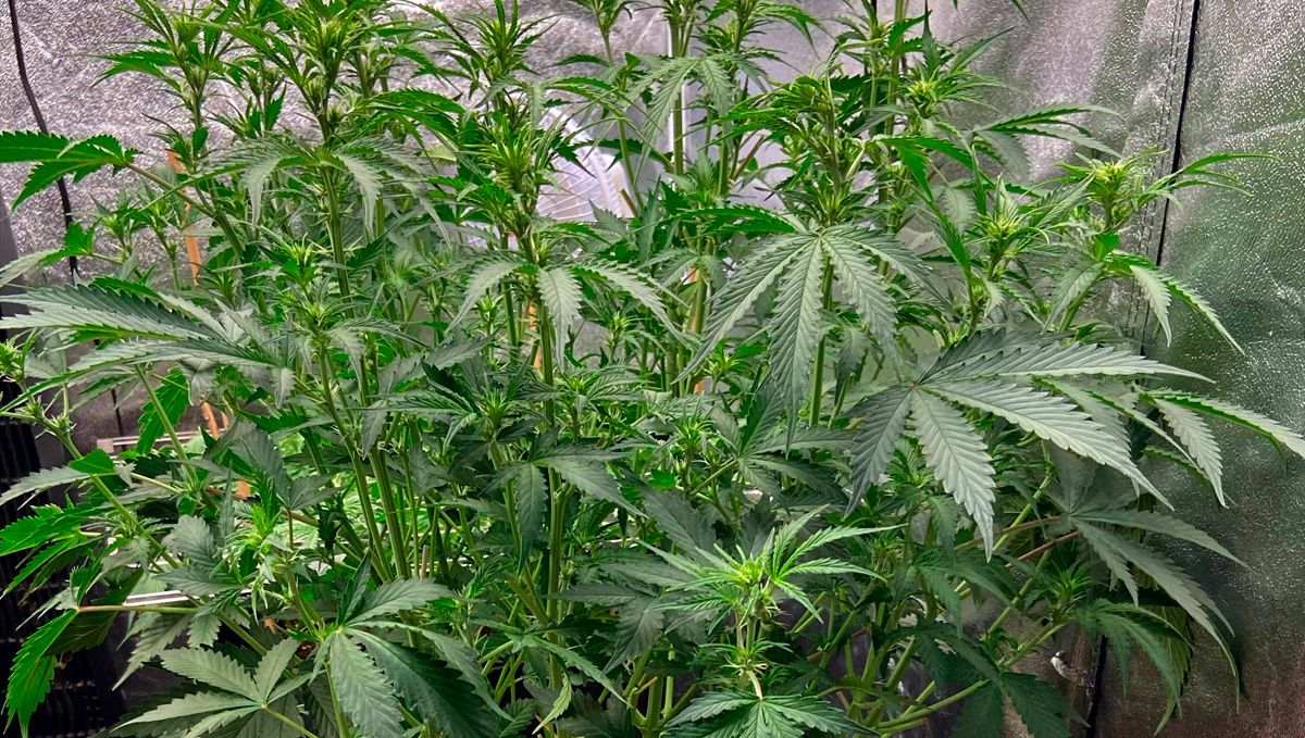 Blueberry auto week-by-week guide: pre-flowering