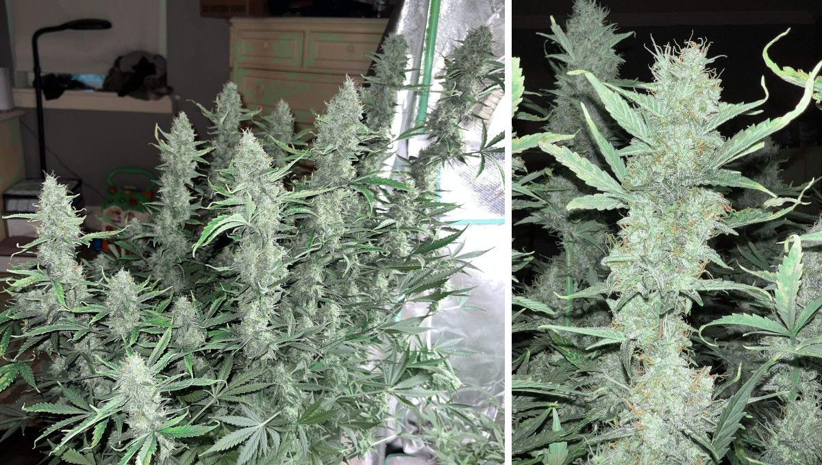 Amnesia Z Auto cannabis strain: ripening and harvest | weeks 10 | an indoor plant before harvest with many stretchy branches covered in frosty flowers