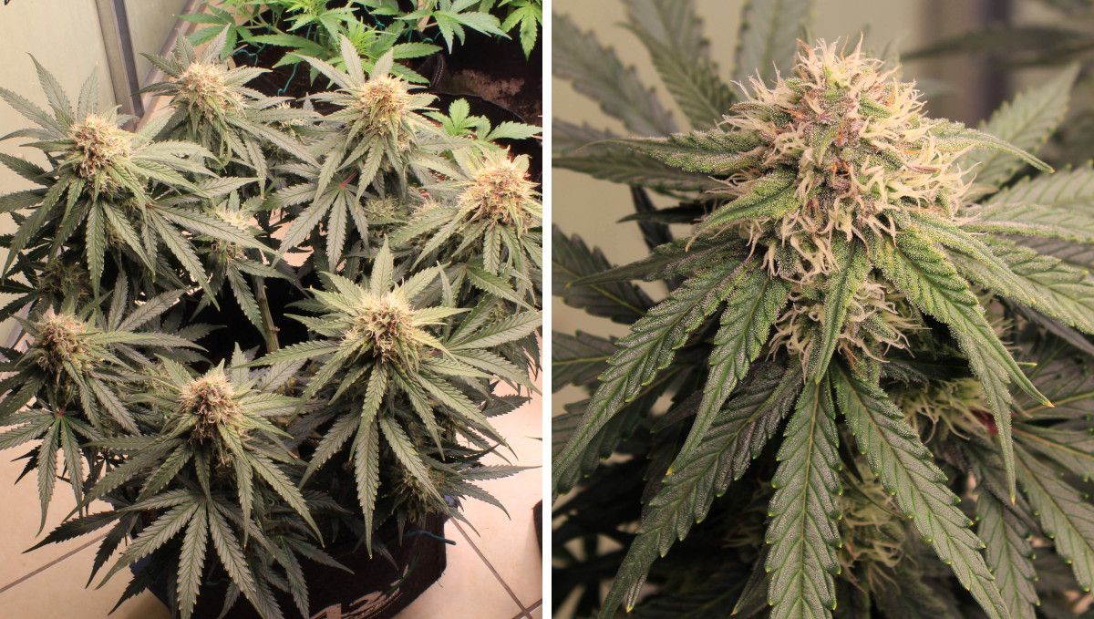 Cream Cookies Auto cannabis strain: mid flower (bulk phase) | weeks 8-9 | a small, symmetrically trained autoflower and a closeup of one of its maturing buds