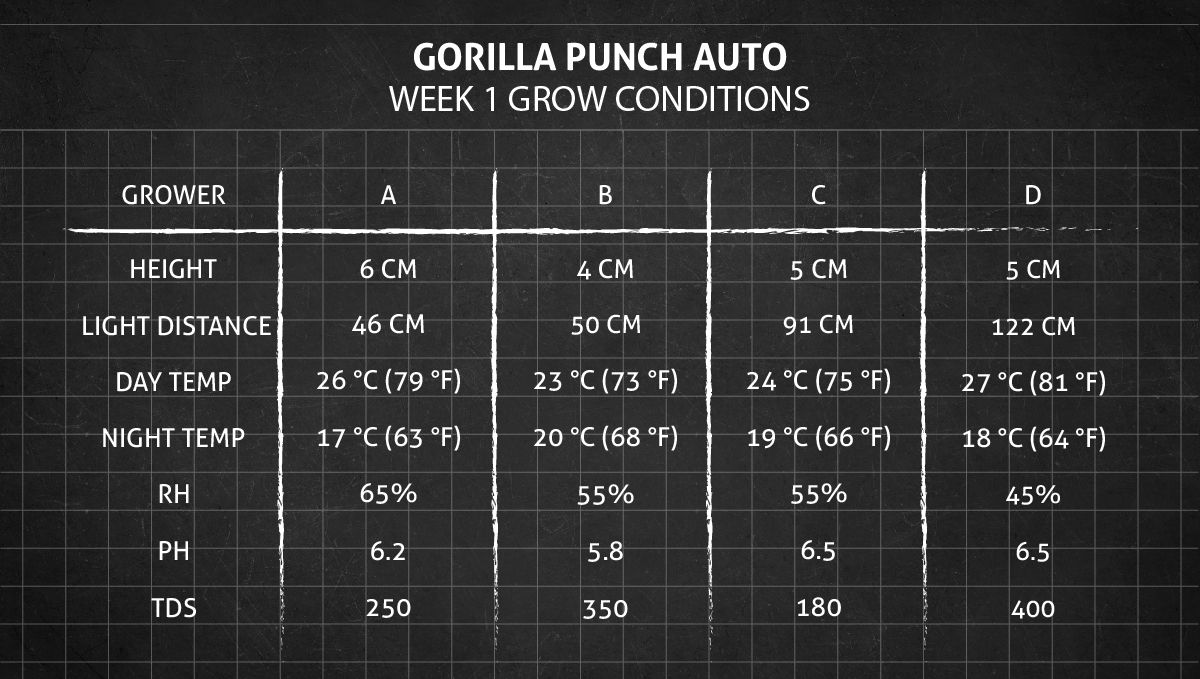 Gorilla Punch Auto 大麻品种：第1周种植条件