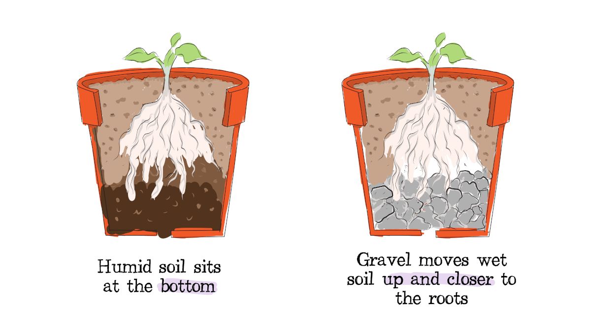 Drainage for Plants Plants: Why is it Important and How To Improve it - Drawings of Potted Plants, one without a drainage layer, the other with a layer of gravel in the bottom