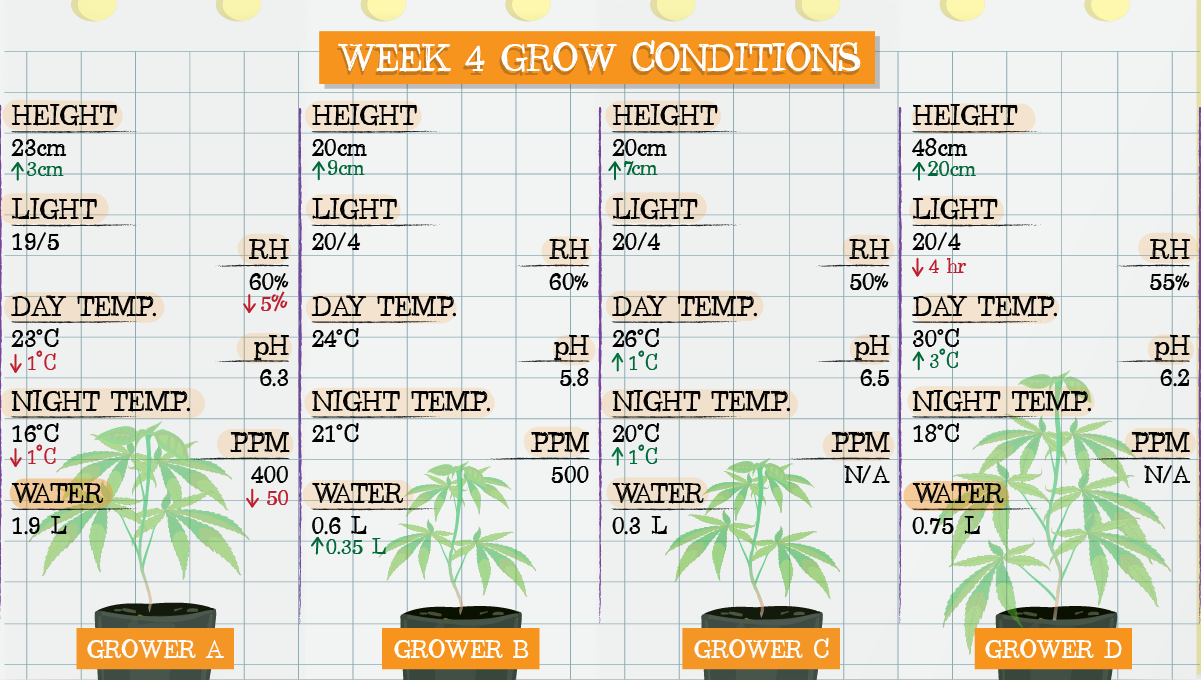 Strawberry Pie Auto Plants Seed Week-by-Week Guide: Week 4 grow conditions