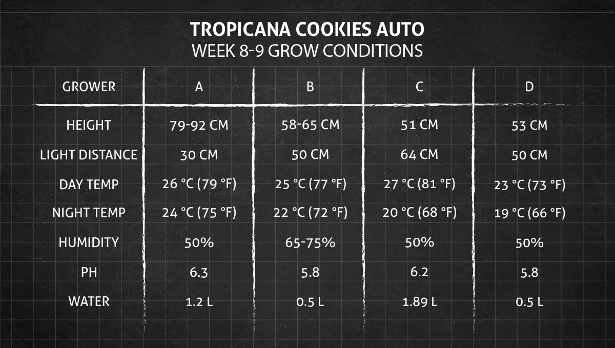 Tropicana Cookies Auto 대마 스트레인: 8~9주차 재배 조건