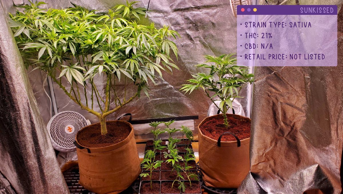 22 Beste Weed Sorten zum Probieren 2022: Sunkissed