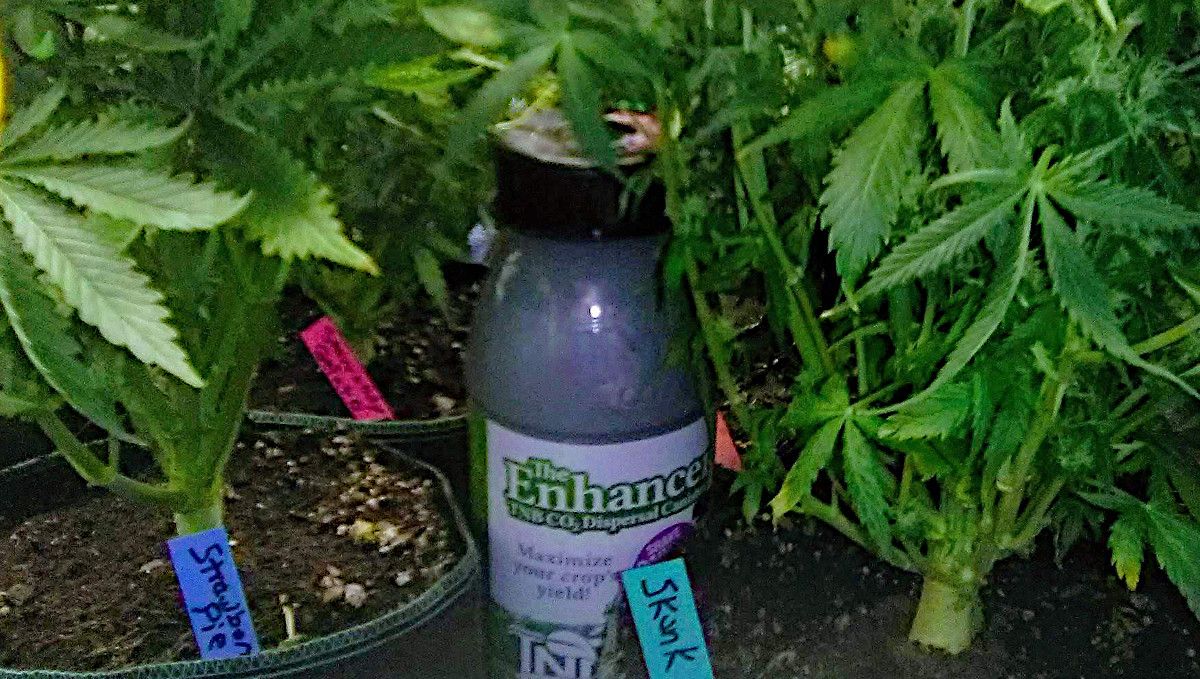 Strawberry Pie Auto Plants Seed Week-by-Week Guide: A CO2 bottle hidden below the canopy of plants plants