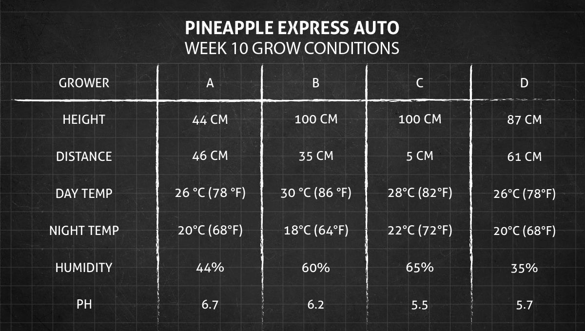 Pineapple Express Auto cannabis-variant: vekstbetingelser uke 10