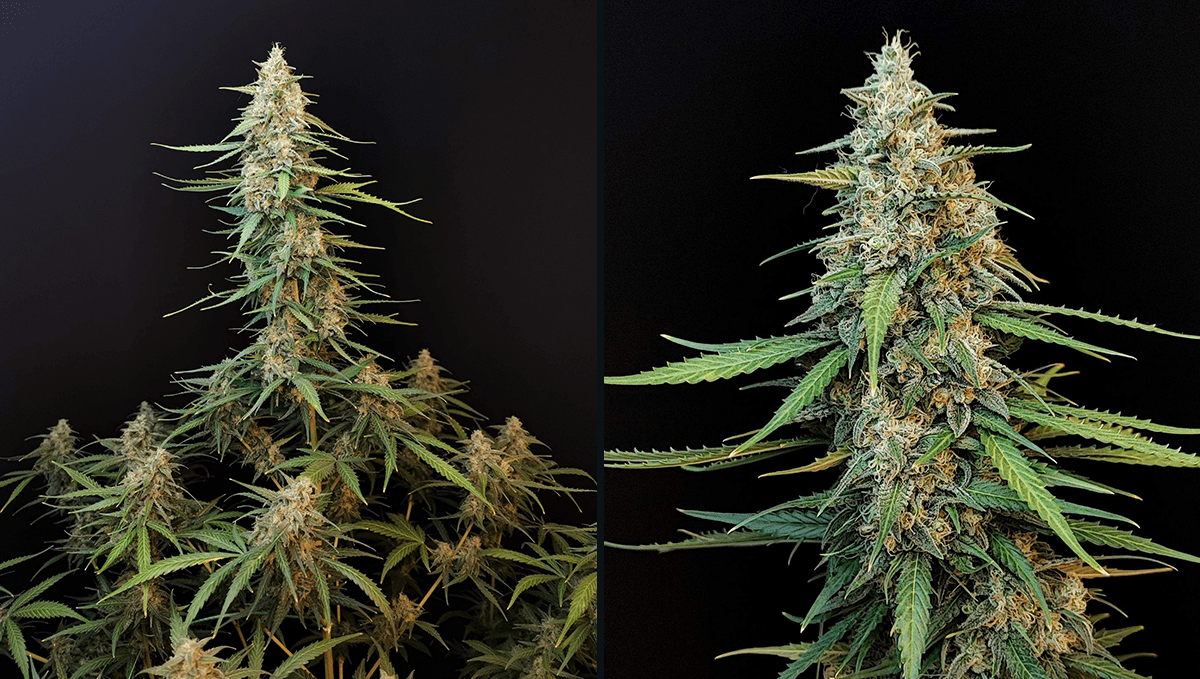 Top 10 cheap seeds: sour diesel auto