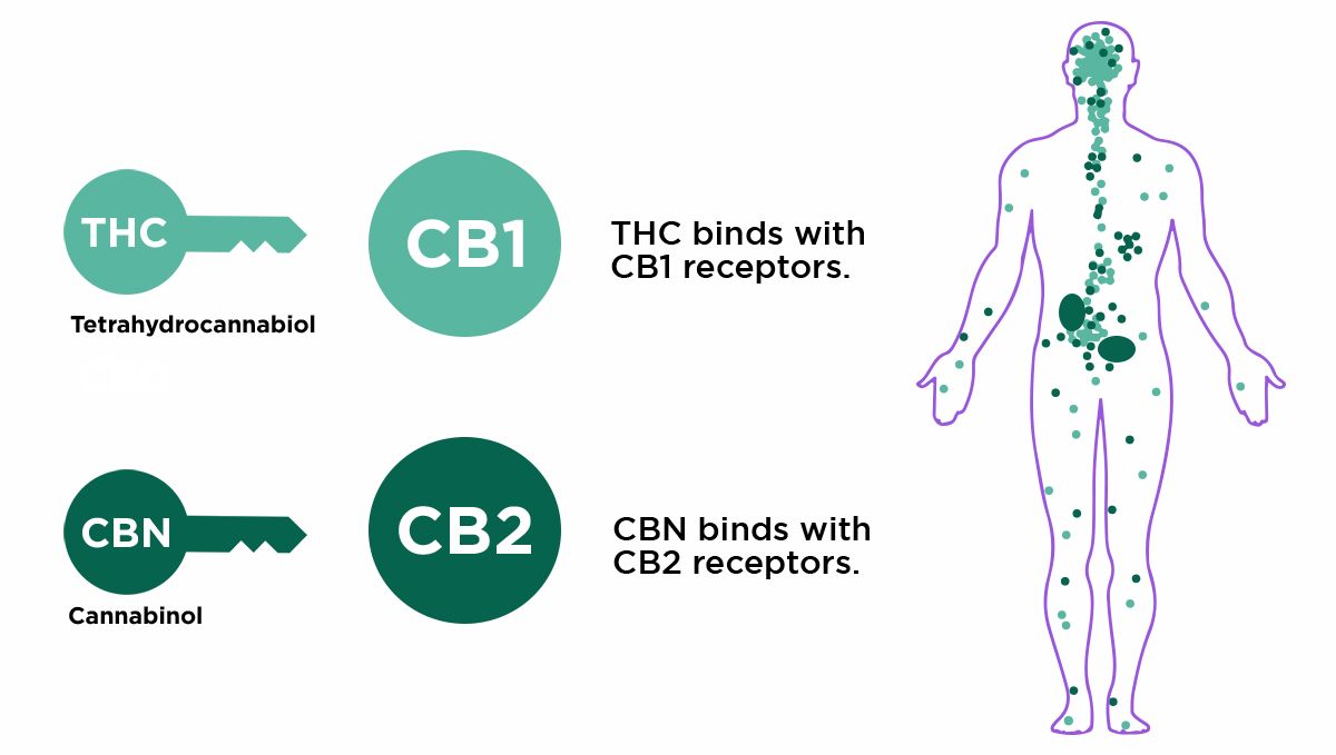 Best auto strains for sleep: how can cannabis help you fall asleep?