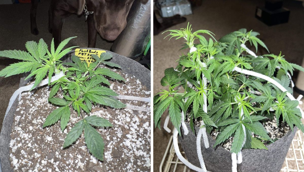 Amnesia Z Auto cannabis strain: mid veg | weeks 3-4 | a vegging marijuana plant trained with a tie-down technique
