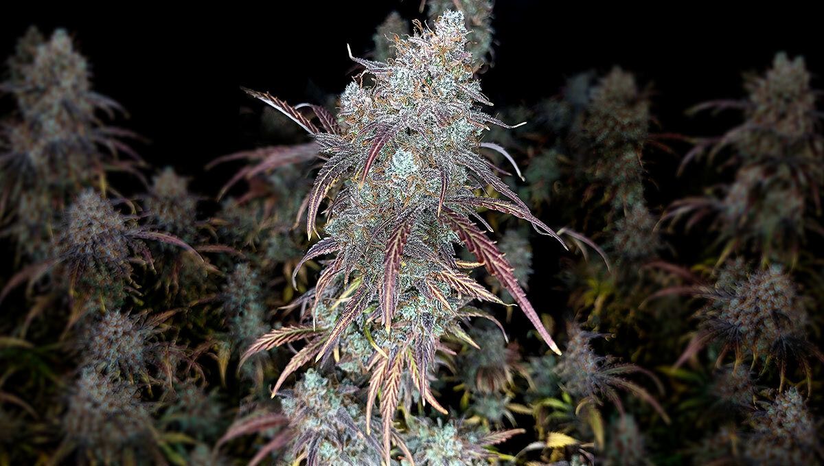 Gorilla Cookies