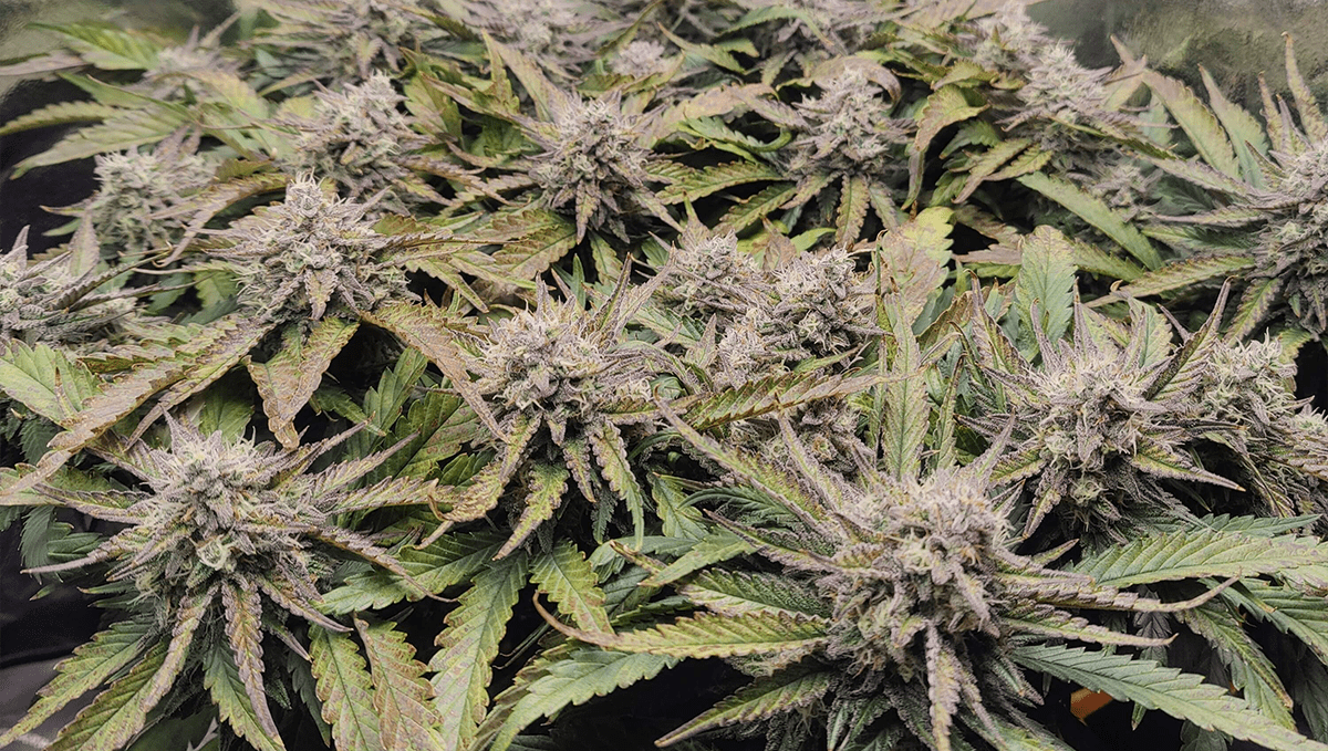 Top 5 new automatic weed strains: tropicana cookies auto