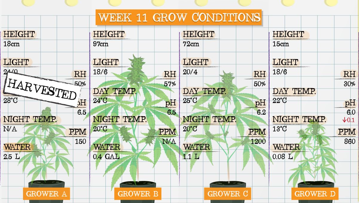 Forbidden Runtz Auto Plants Seed Week-by-Week Guide: Week 11 grow conditions