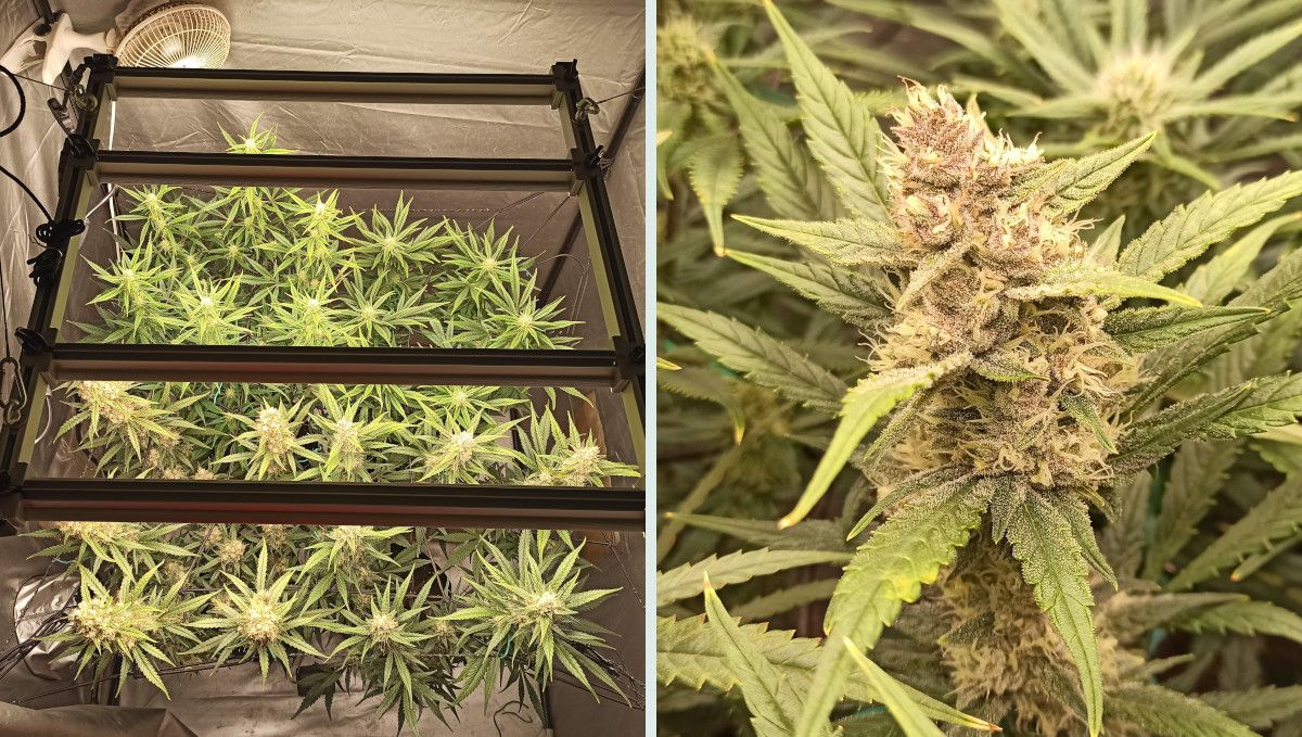 Tropicana Cookies Auto 대마 스트레인: 중기 개화(벌크) | 8-9주차 | 실내에서 성숙 중인 오토플라워