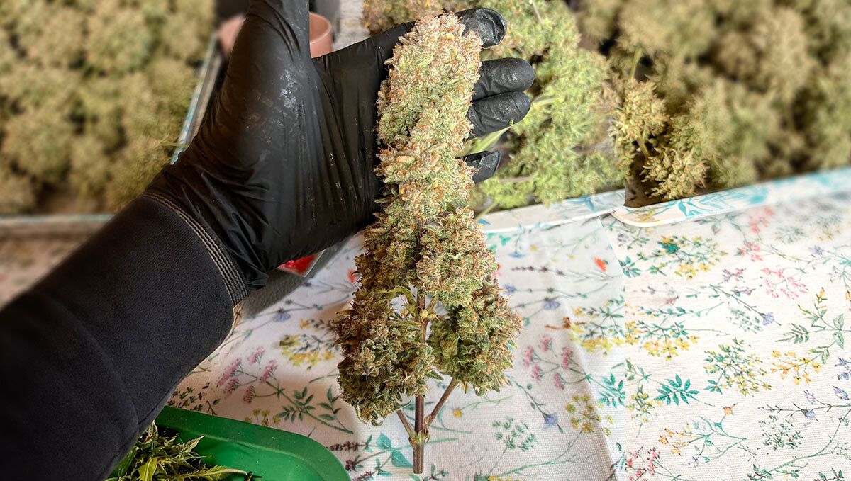 Cherry Cola Auto RF3