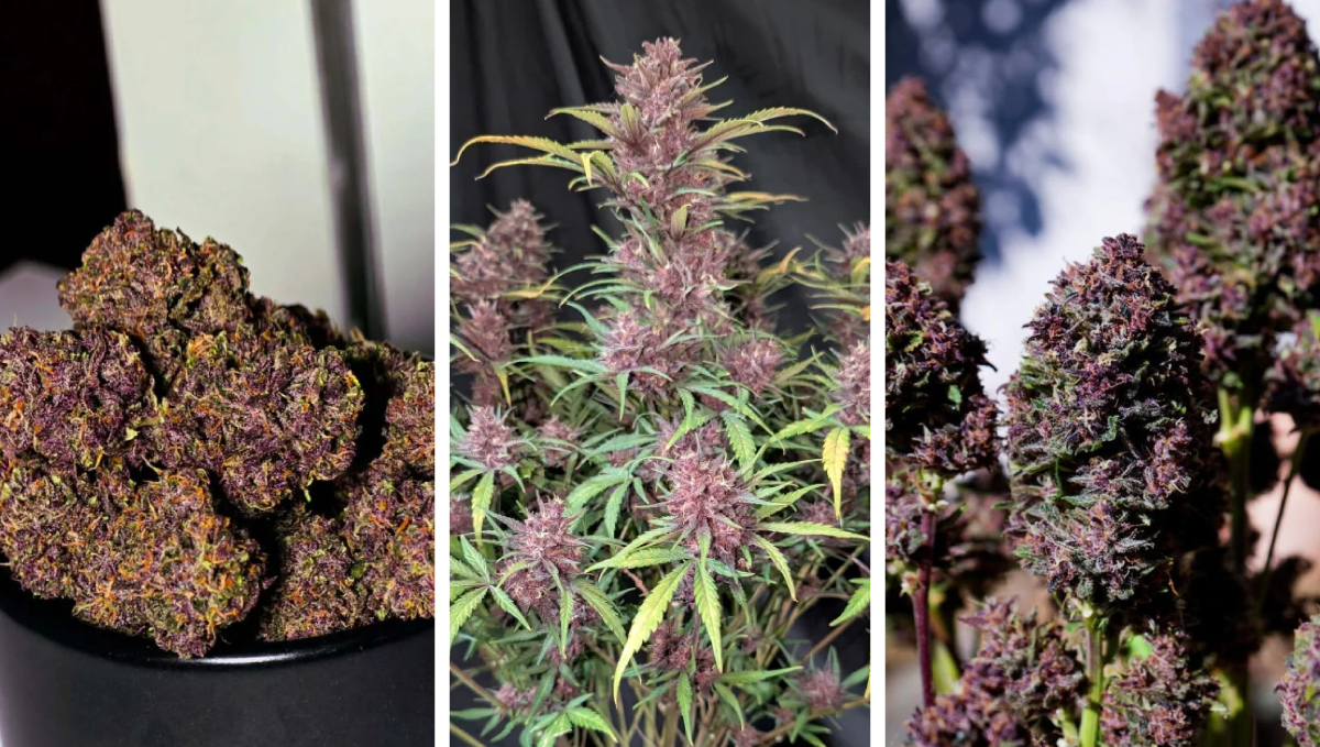 purple haze auto