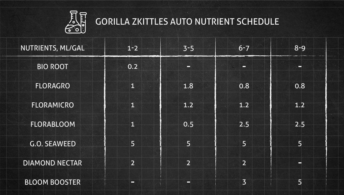 Gorilla Z Auto cannabis strain: veg nutrient schedule