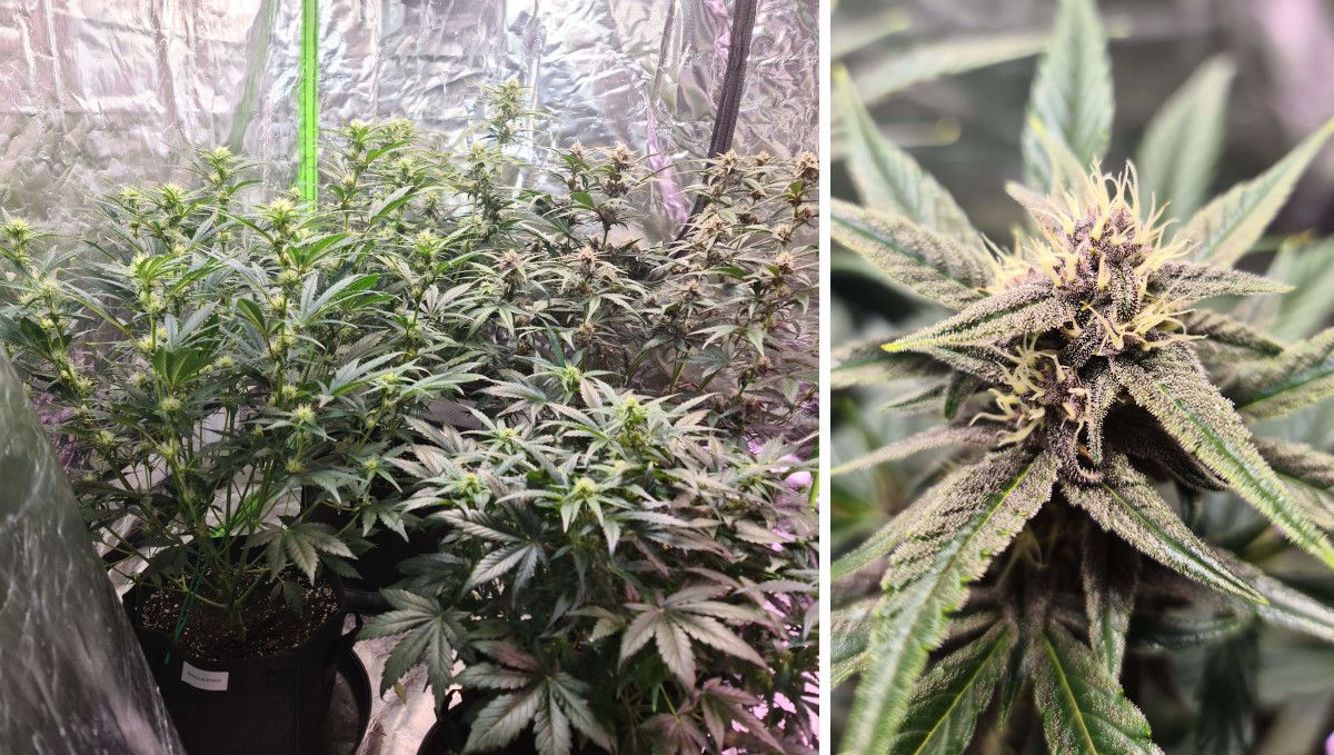Gorilla Punch Auto 大麻品种：开花早期 | 第6-7周 | 花芽生成阶段植株发育对比