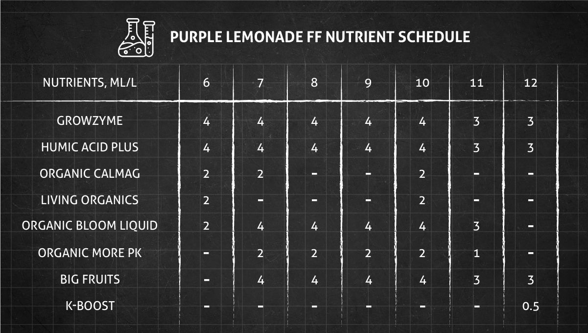 Purple Lemonade FF कैनाबिस स्ट्रेन: फ्लावर न्यूट्रिएंट शेड्यूल