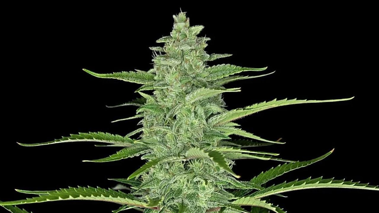 The top 5 best sativa autoflower strains: Papaya Cookies Auto