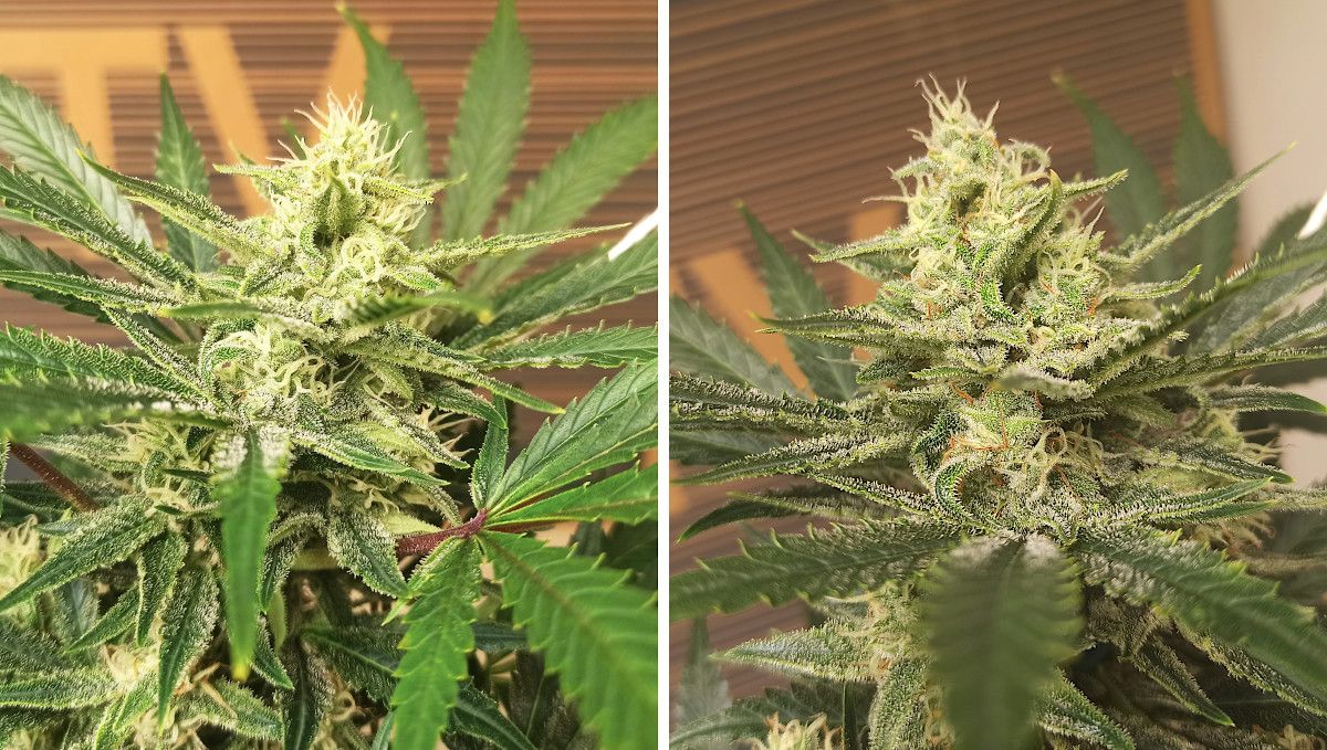 Udhëzues Javë-pas-Jave për Afghan Kush Auto: Sytha autoflower me pistile të bardha por shumë të rrëshirshëm