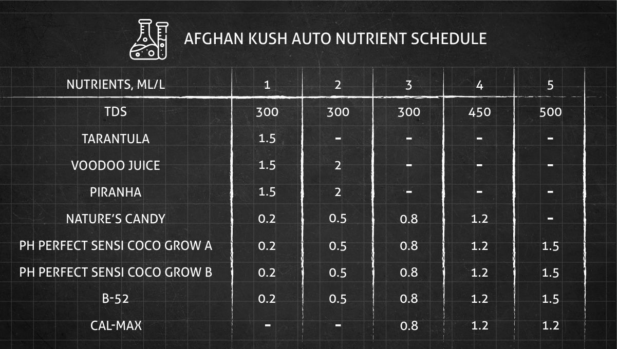 Strain-i Afghan Kush Auto: Orari i ushqimit për fazën vegjetative