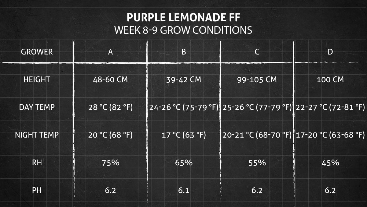 Purple Lemonade FF कैनाबिस स्ट्रेन: हफ्ता 8-9 ग्रो कंडीशन