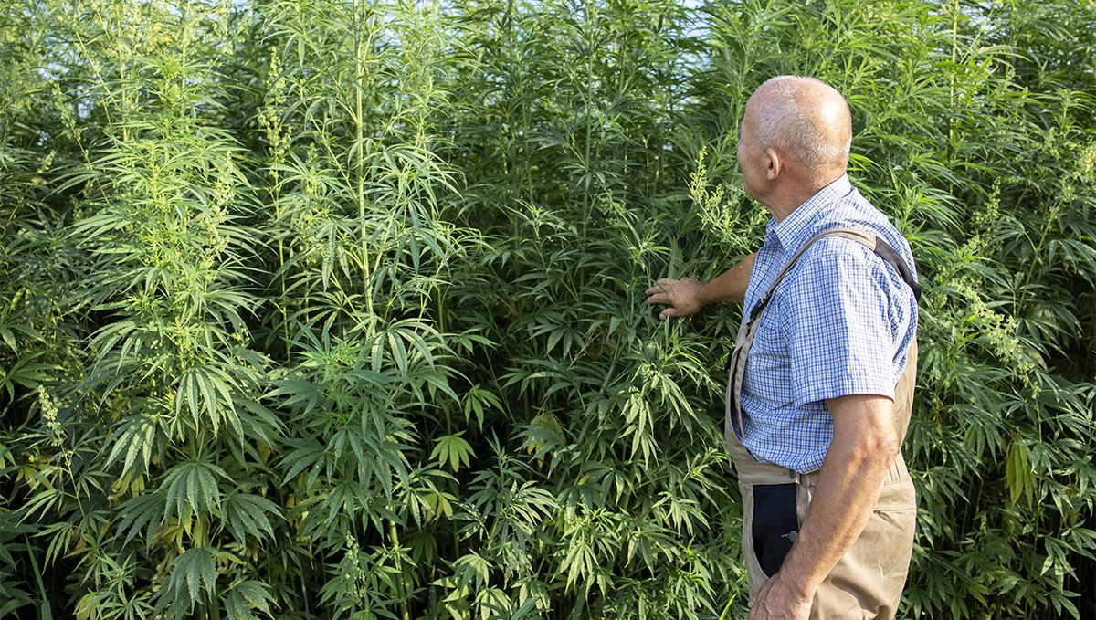 South Carolina: Plants Legal Status Guide: An aged farmer inspecting his hemp crop
