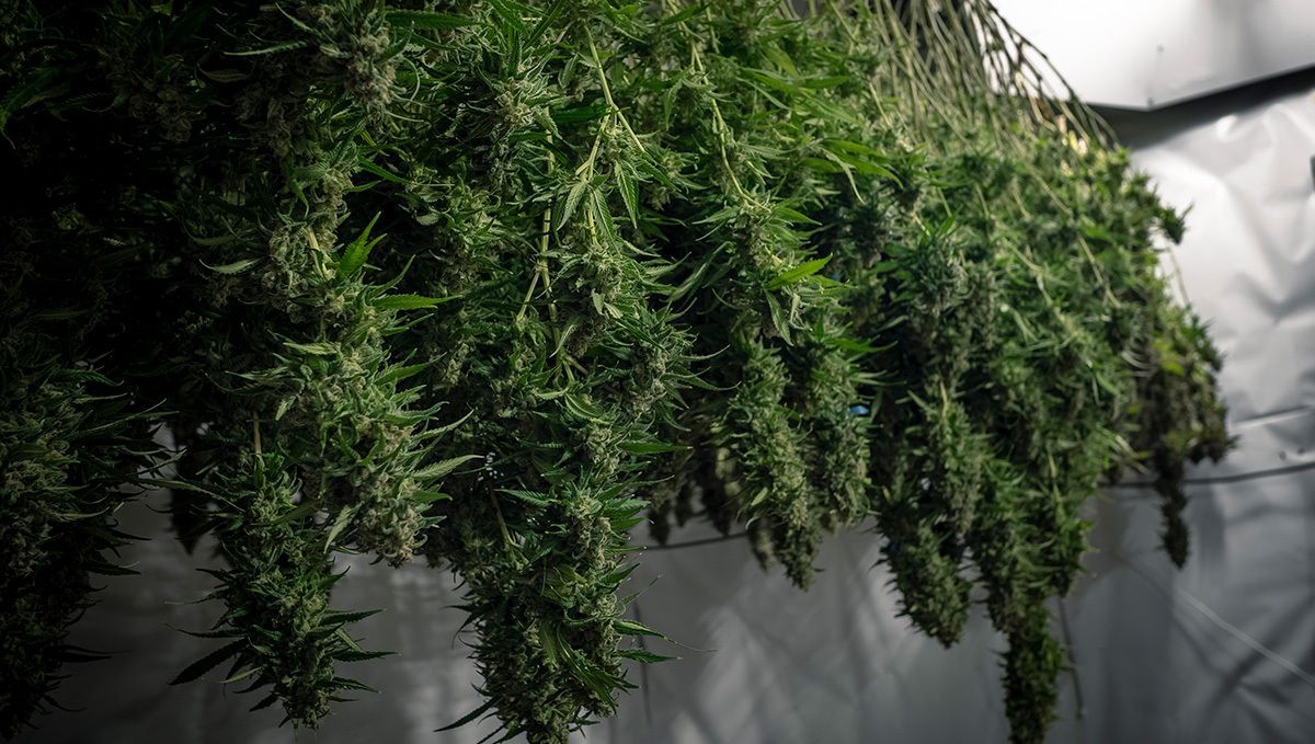 How to Cure Buds: drying weed