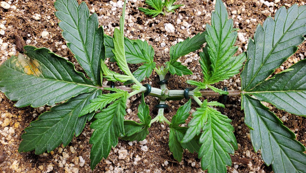 Forbidden Runtz Auto 대마 스트레인 주차별 가이드: 연속 topping 두 번, 가지 고정 및 펼침