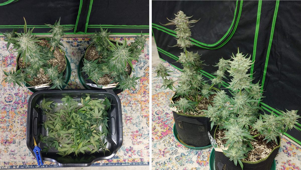 Purple Punch Auto Plants Seed Week-by-Week Guide: The results of pre-return defoliation of two indoor autos