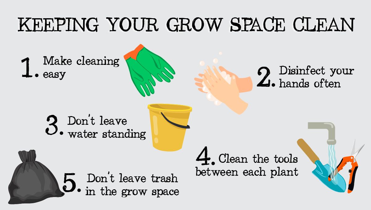 Top sanitation tips: keeping your grow space clean