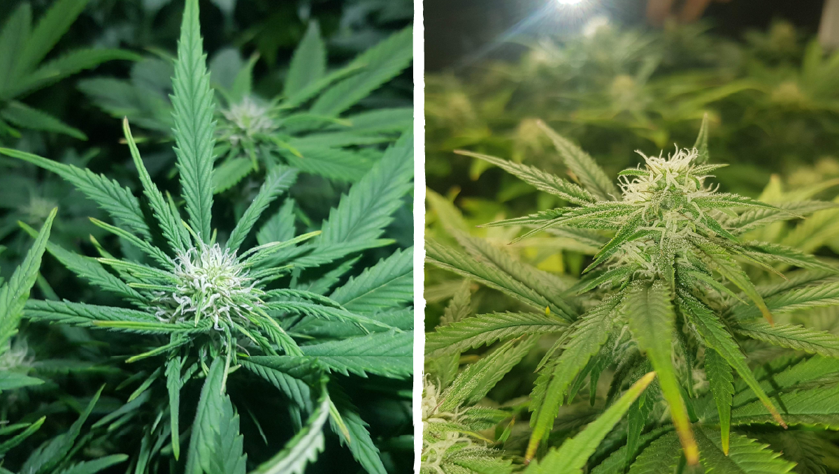 Bruce banner auto cannabis strain: early flower | weeks 6-7