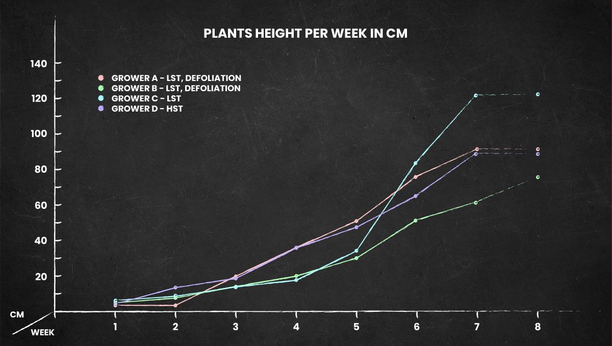 Green Crack Auto cannabis strain: height chart for the whole life cycle
