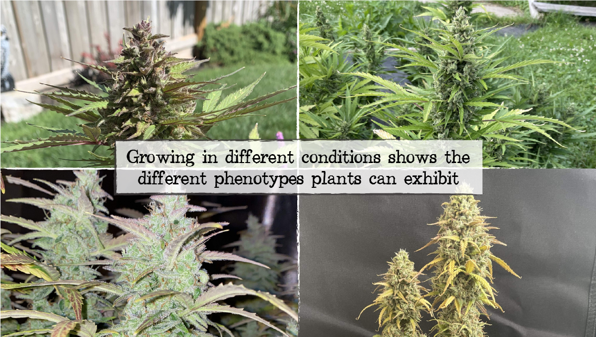 Plants breeding: testing f1 crosses