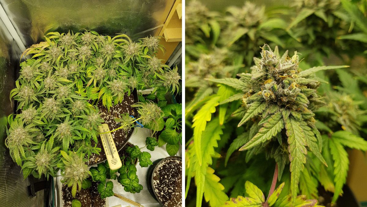 Bubba Kush Auto cannabis strain: mid flower (bulk phase) | weeks 10-13